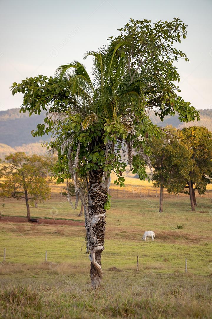 Àrvore monocotiledônea sendo coberta por uma árvore dicotiledônea