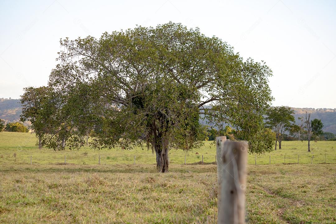 Grande árvore de angiospermas em uma área de pastagem de uma fazenda