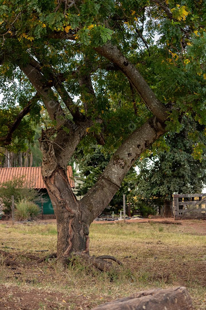 Árvore de casimira vermelha da espécie Spondias purpurea