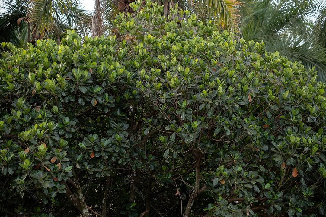 Jaqueira cultivada da Espécie Artocarpus heterophyllus