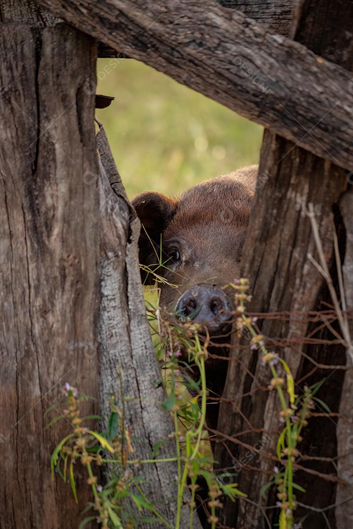 Porco preto criado em chiqueiro