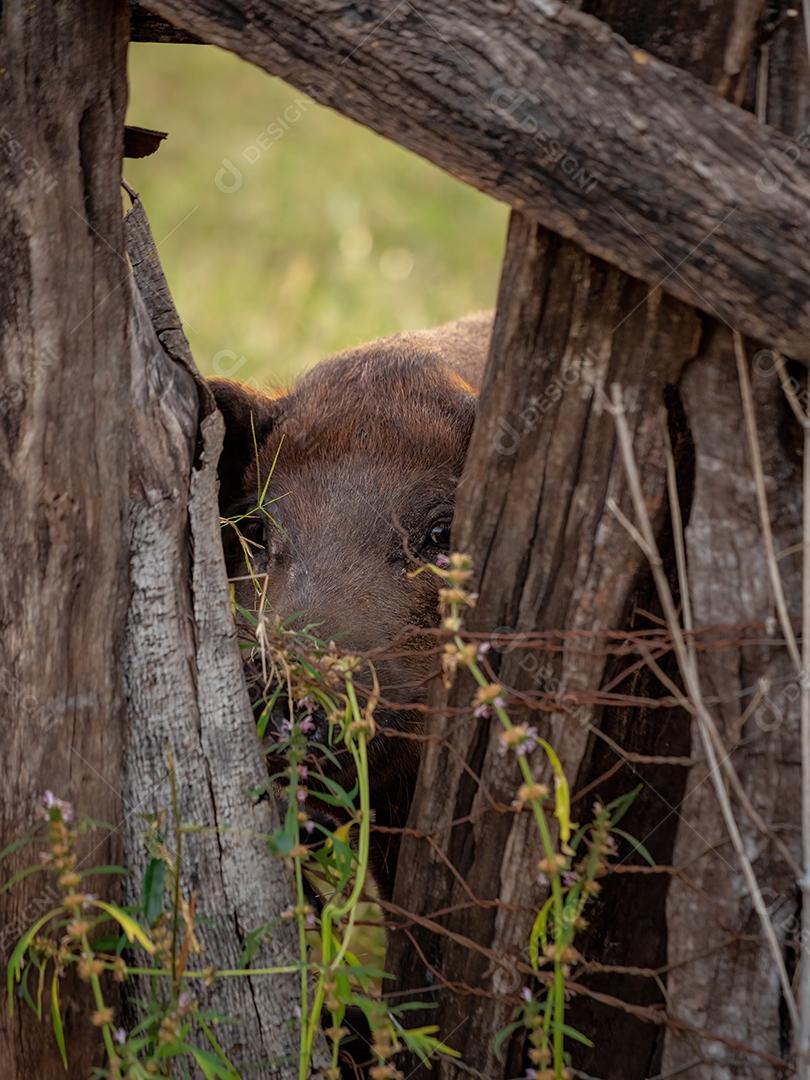 Porco preto criado em chiqueiro