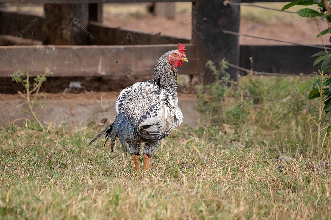 Animal doméstico galinha da subespécie Gallus gallus domesticus