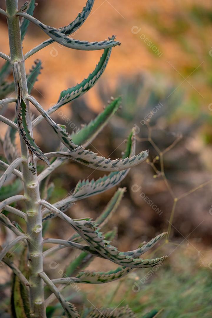 Jacaré da espécie Kalanchoe daigremontiana