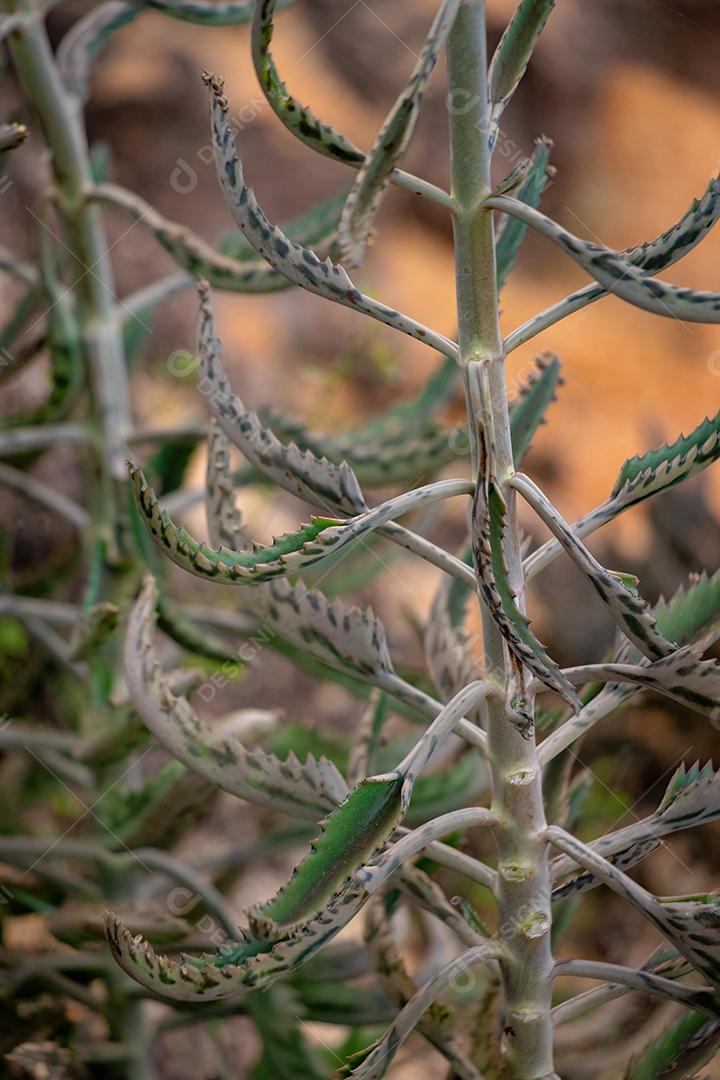 Jacaré da espécie Kalanchoe daigremontiana