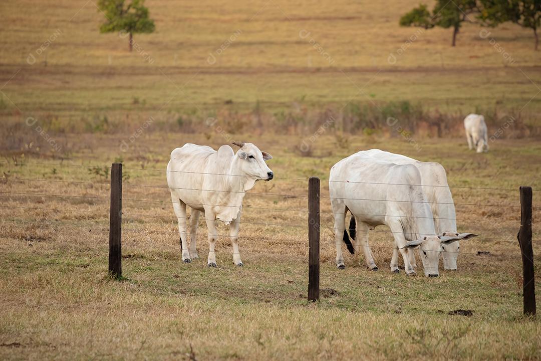 Vaca adulta em uma fazenda brasileira