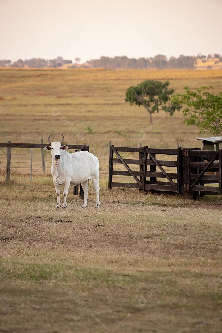 Vaca adulta em uma fazenda brasileira com foco seletivo