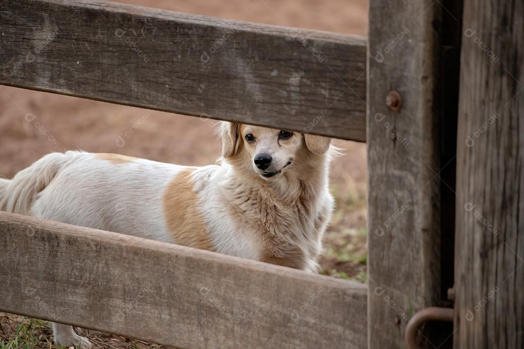 Cão doméstico em uma fazenda