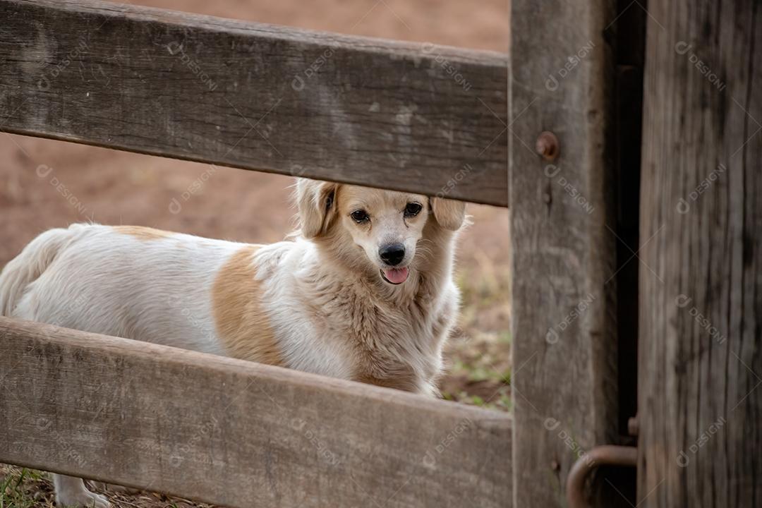 Cão doméstico em uma fazenda