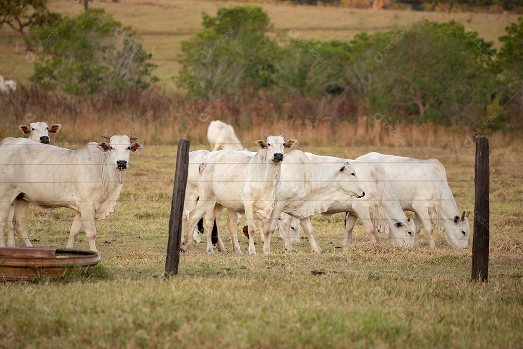 Vaca adulta em uma fazenda brasileira com foco seletivo