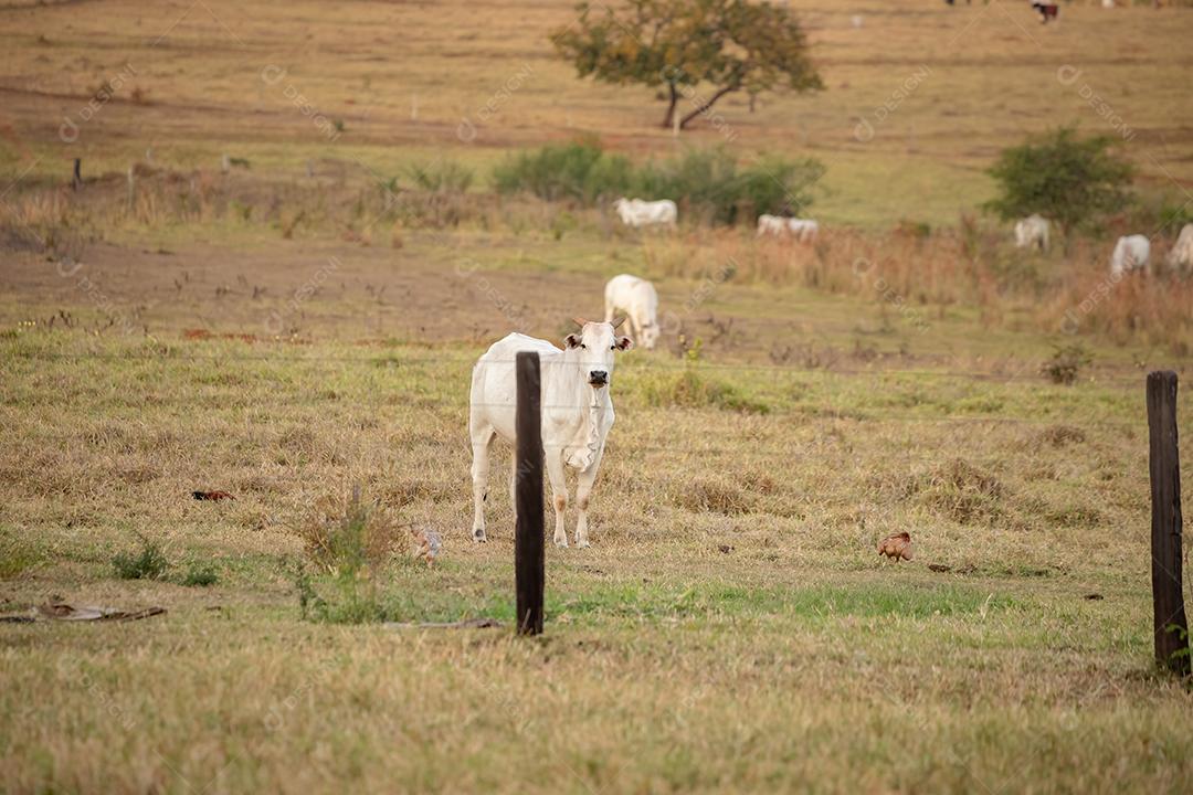 Vaca adulta em uma fazenda brasileira com foco seletivo