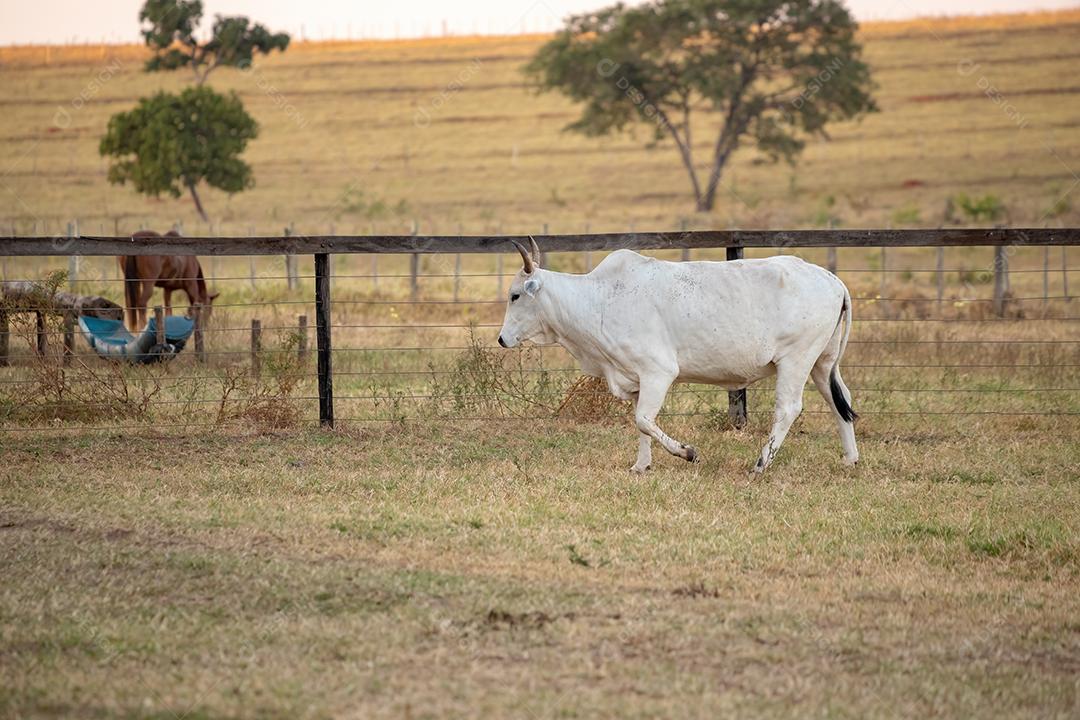 Vaca adulta em uma fazenda brasileira com foco seletivo