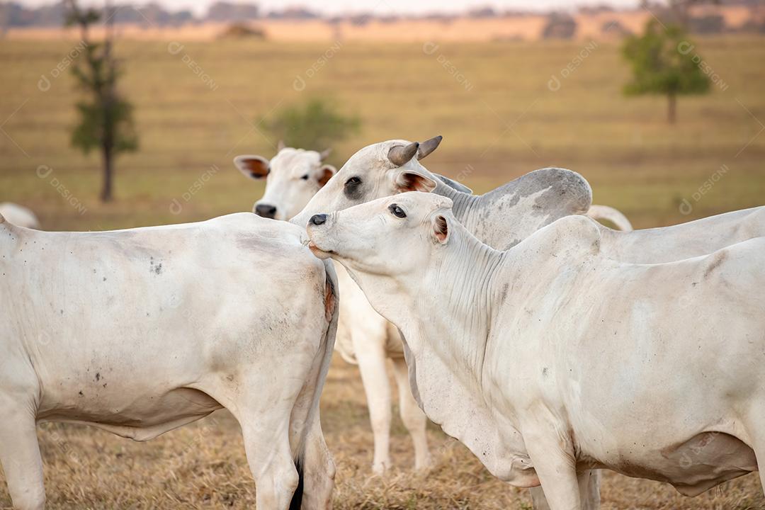 Vaca adulta em uma fazenda brasileira com foco seletivo