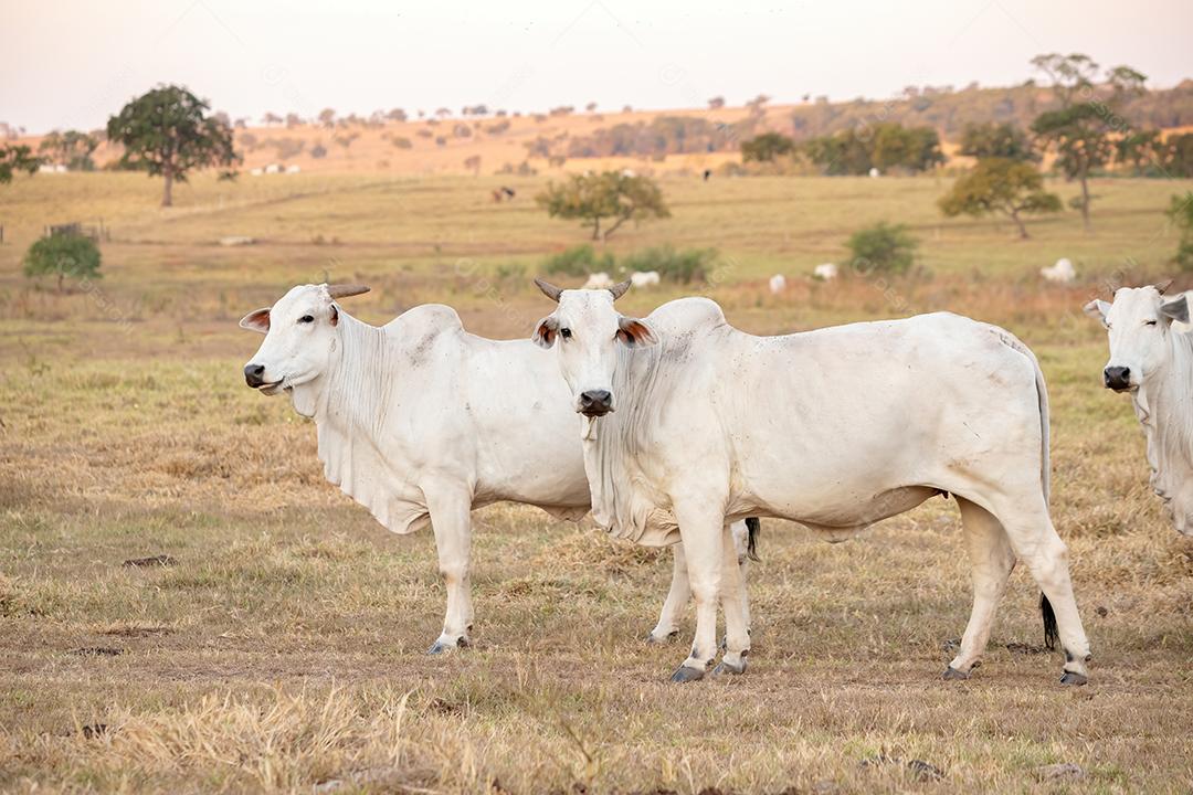 Vaca adulta em uma fazenda brasileira