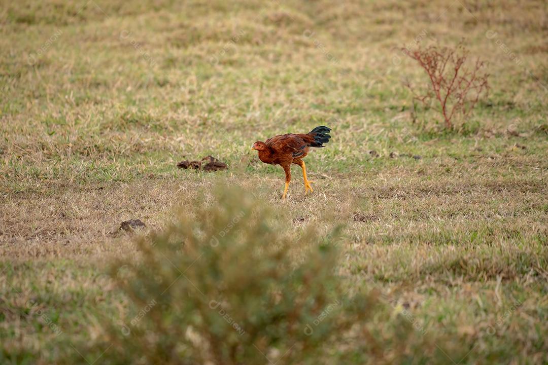 Animal doméstico galinha da subespécie Gallus gallus domesticus