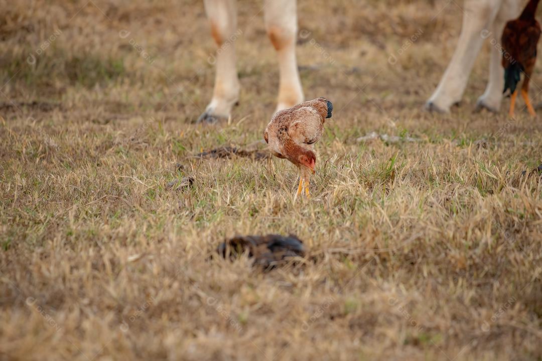 Animal doméstico galinha da subespécie Gallus gallus domesticus