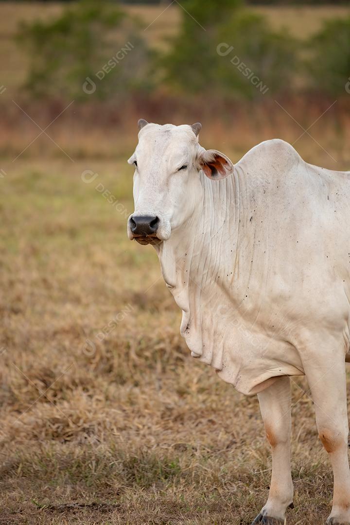 Vaca adulta em uma fazenda brasileira
