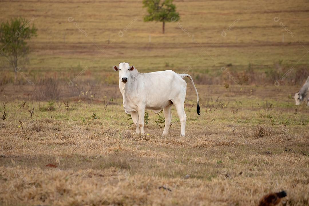 Vaca adulta em uma fazenda brasileira