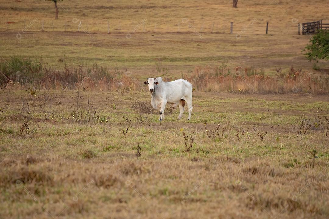 Vaca adulta em uma fazenda brasileira