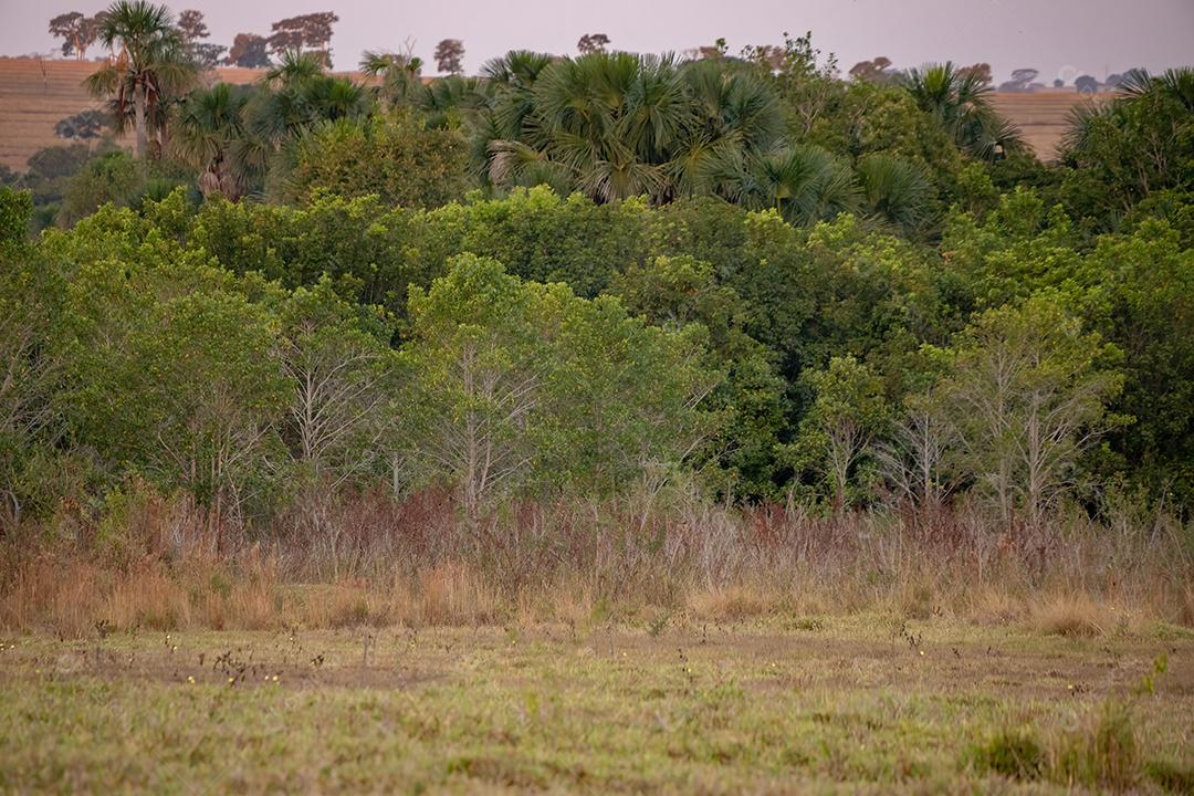 Fragmento residual de vegetação típica do cerrado em uma fazenda brasileira