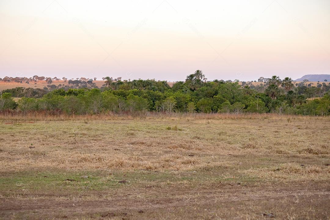 Fragmento residual de vegetação típica do cerrado em uma fazenda brasileira