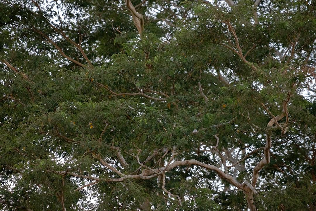 Grande árvore angiosperma da espécie Albizia niopoides
