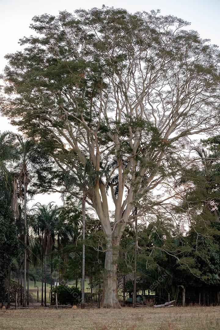 Grande árvore angiosperma da espécie Albizia niopoides