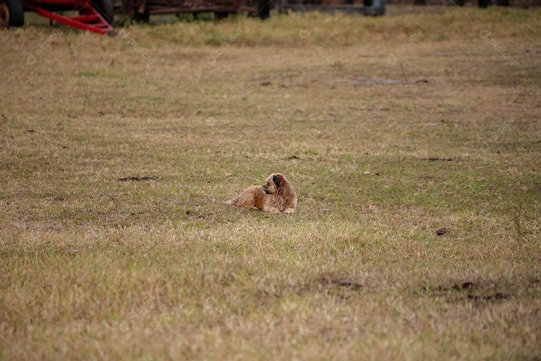 Cão doméstico em uma fazenda