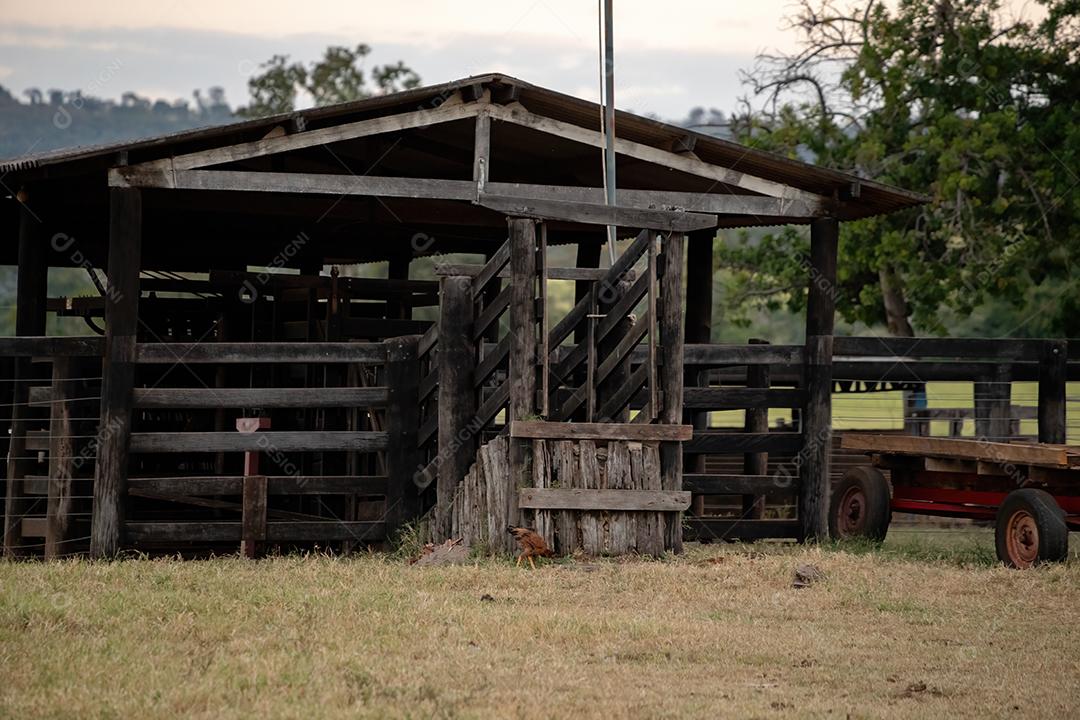 Curral de madeira para manuseio de gado na fazenda