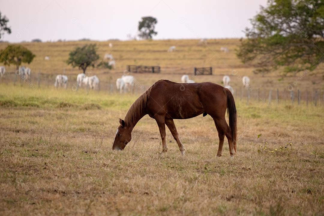 Cavalo descansando em uma área de pastagem de uma fazenda brasileira