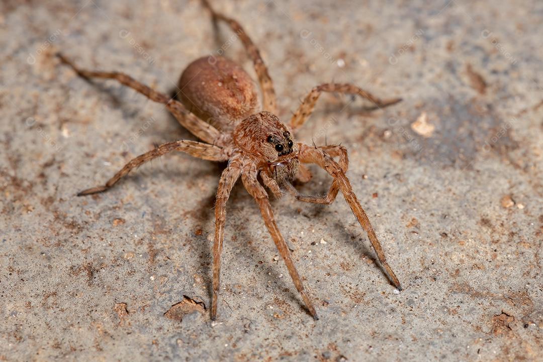 Aranha-lobo adulta da família Lycosidae