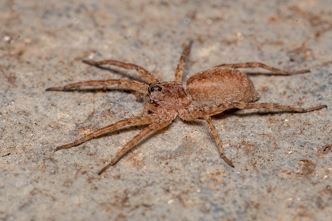 Aranha-lobo adulta da família Lycosidae