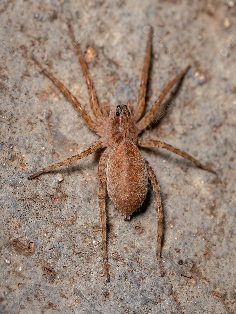 Aranha-lobo adulta da família Lycosidae