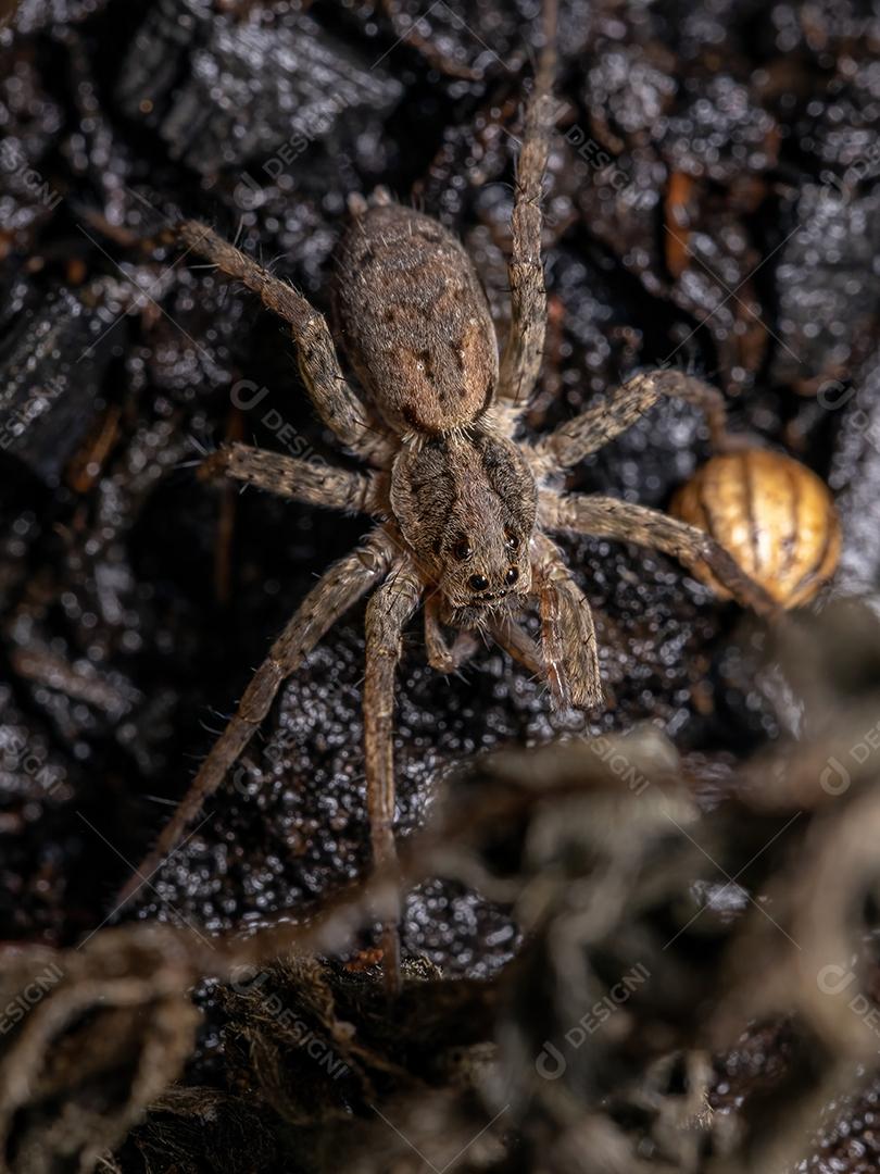 Aranha-lobo adulta da família Lycosidae