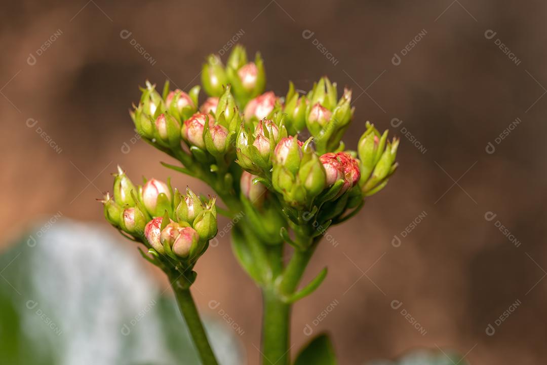 Botões florais da planta Flaming Katy Red da espécie Kalanchoe blossfeldiana