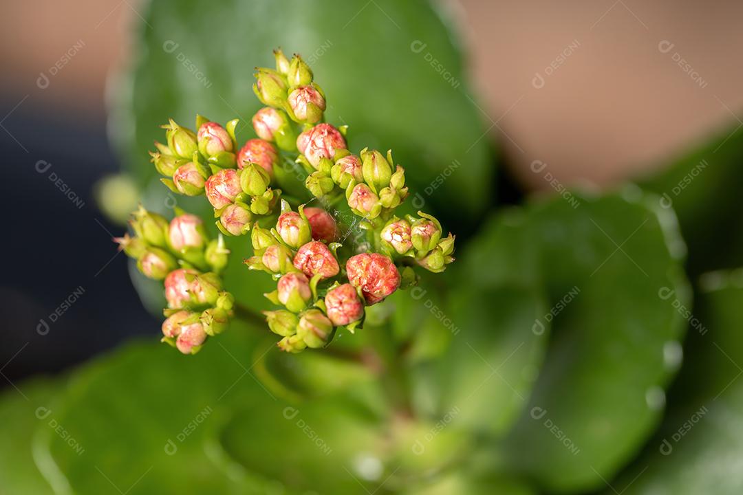 Botões florais da planta Flaming Katy Red da espécie Kalanchoe blossfeldiana