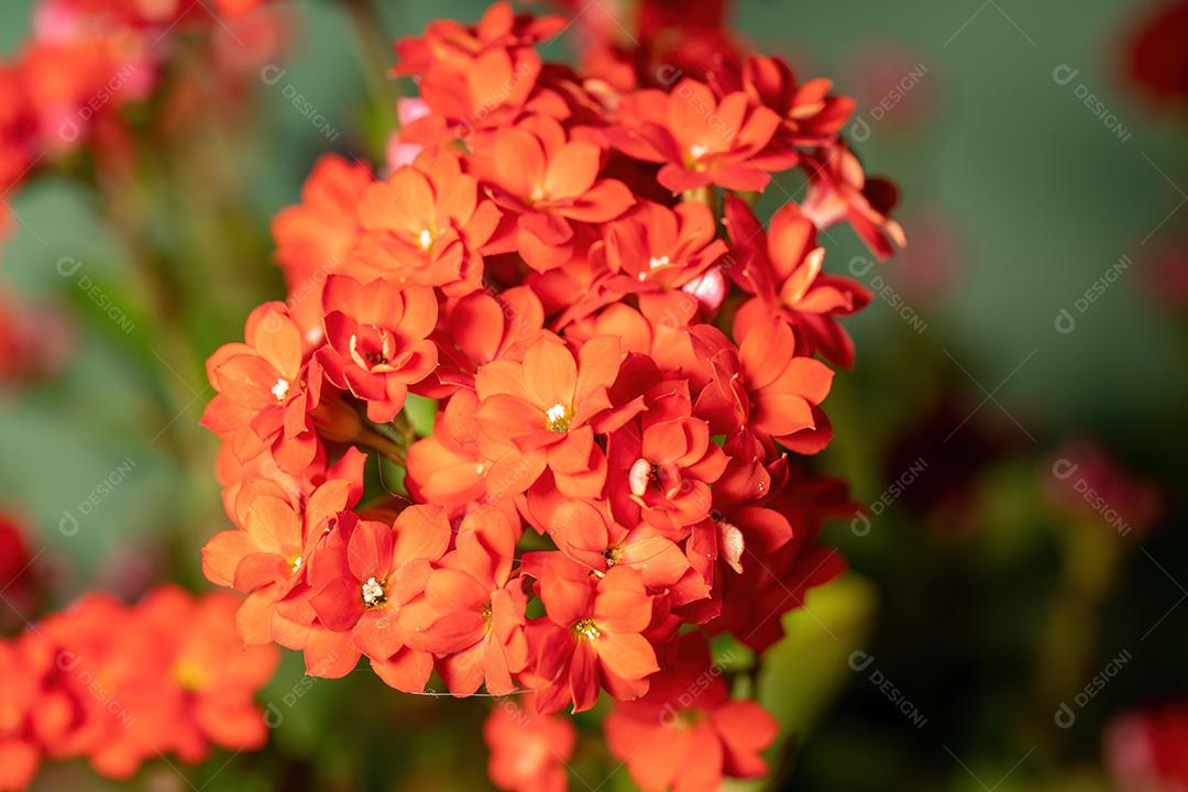 Flaming Katy Red Flower da espécie Kalanchoe blossfeldiana