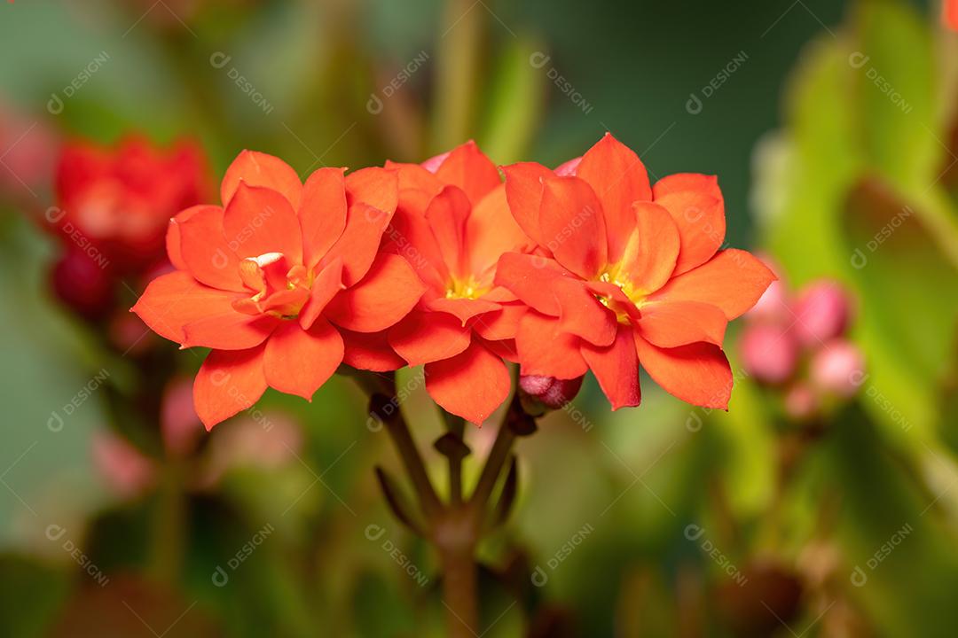 Flaming Katy Red Flower da espécie Kalanchoe blossfeldiana