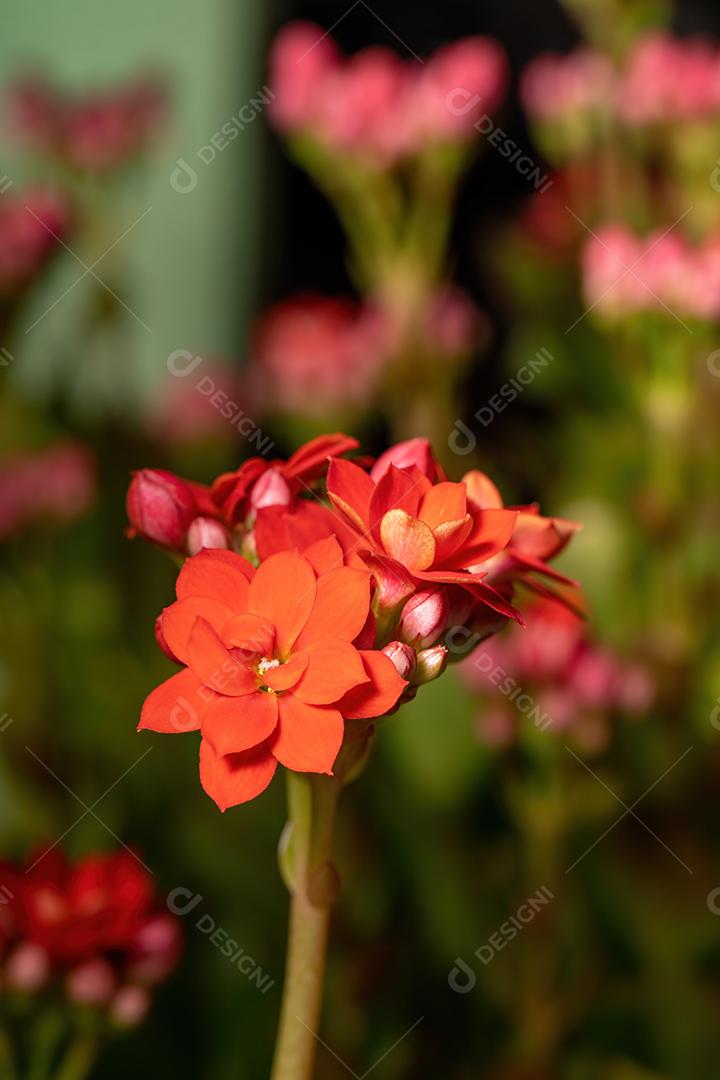 Flaming Katy Red Flower da espécie Kalanchoe blossfeldiana