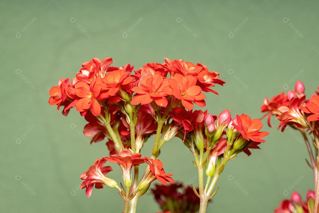 Flaming Katy Red Flower da espécie Kalanchoe blossfeldiana