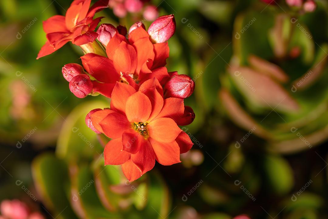 Flaming Katy Red Flower da espécie Kalanchoe blossfeldiana