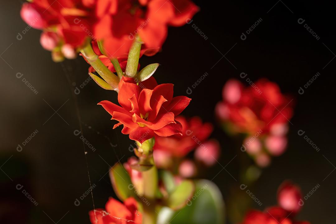 Flaming Katy Red Flower da espécie Kalanchoe blossfeldiana