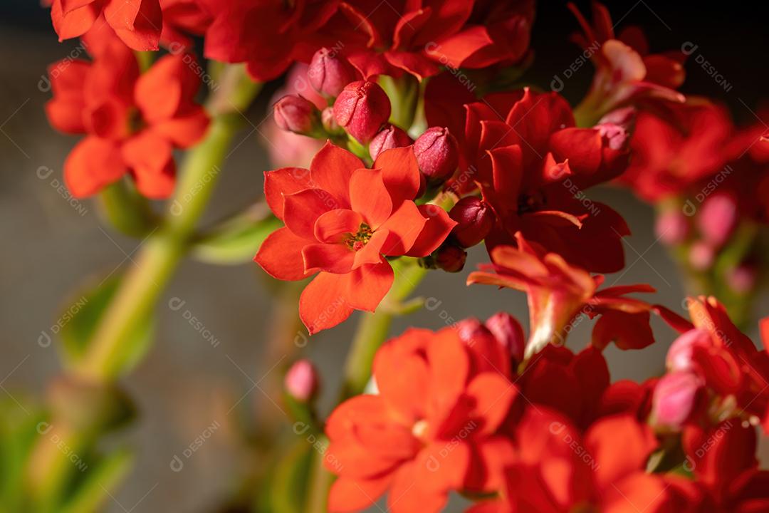 Flaming Katy Red Flower da espécie Kalanchoe blossfeldiana