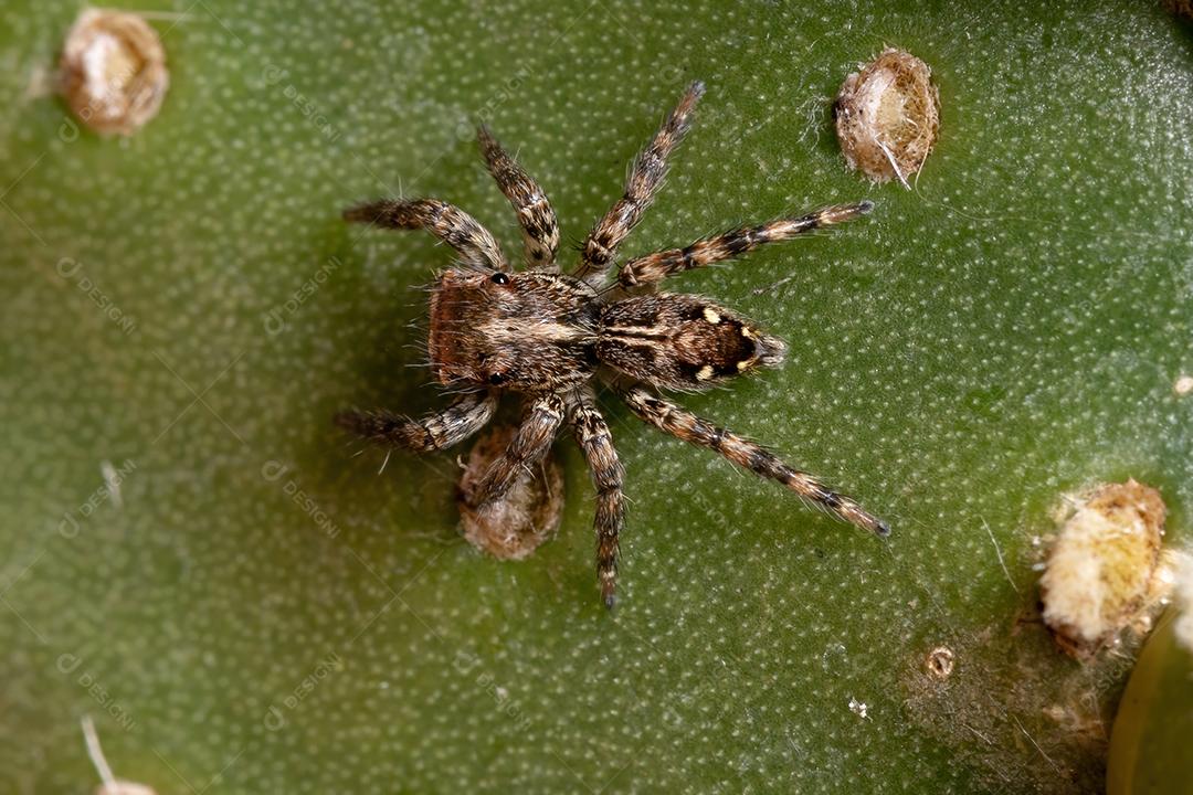 Pequena aranha saltadora pantropical da espécie Plexippus paykulli