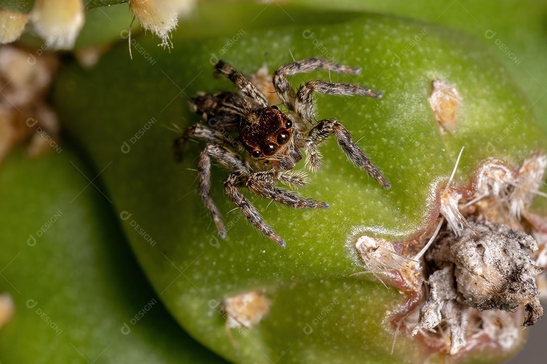 Pequena aranha saltadora pantropical da espécie Plexippus paykulli