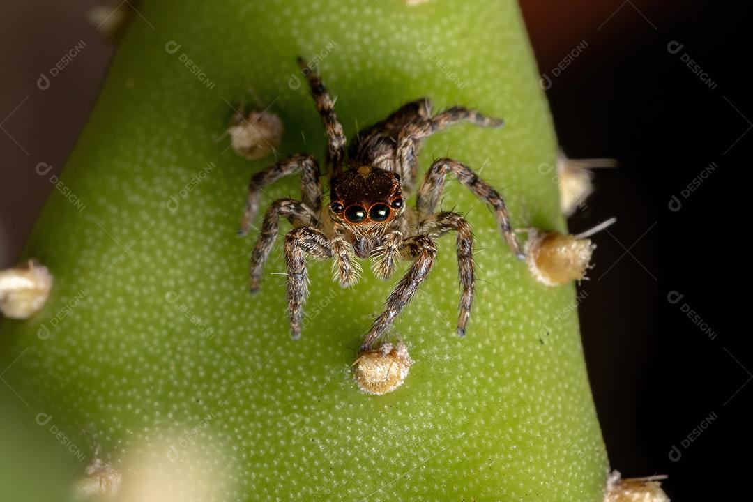 Pequena aranha saltadora pantropical da espécie Plexippus paykulli