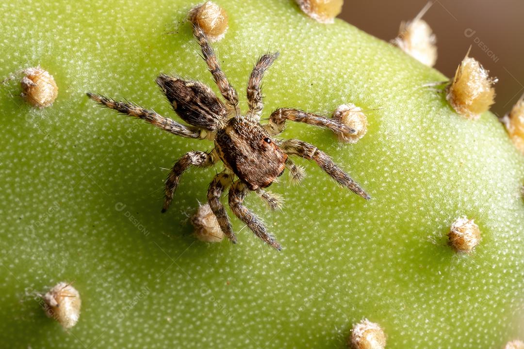 Pequena aranha saltadora pantropical da espécie Plexippus paykulli