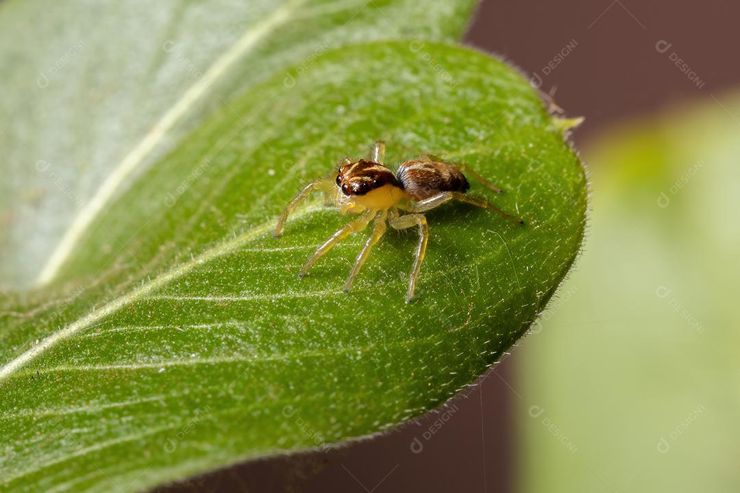 Pequena aranha saltadora do gênero Frigga