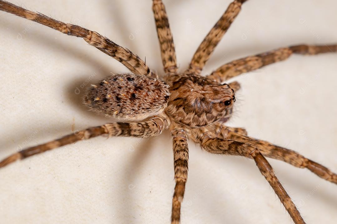 Aranha Errante Fêmea Adulta do Gênero Nothroctenus