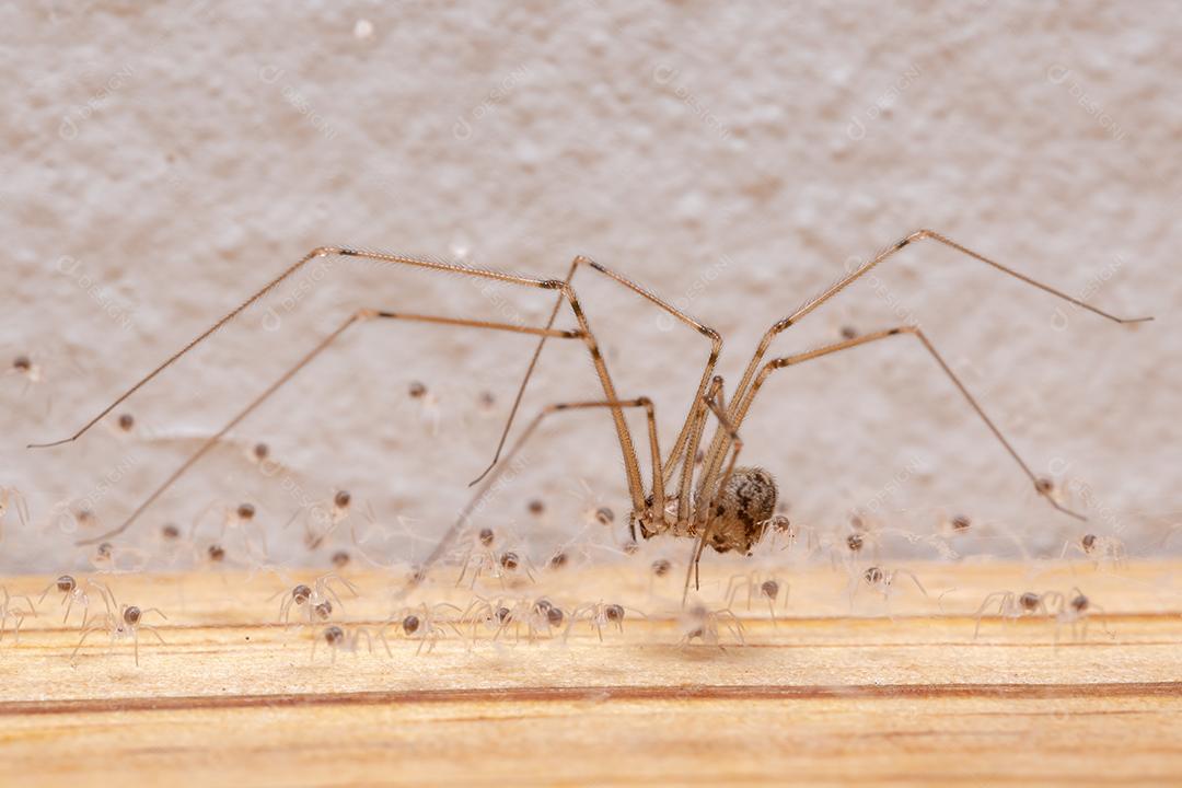 Fêmea adulta Aranha adega de corpo curto da espécie Physocyclus globosus protegendo filhotes